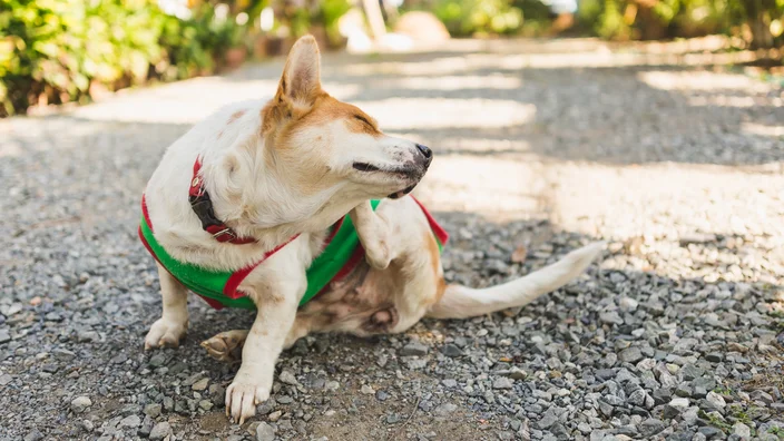 Frontline Plus for dogs